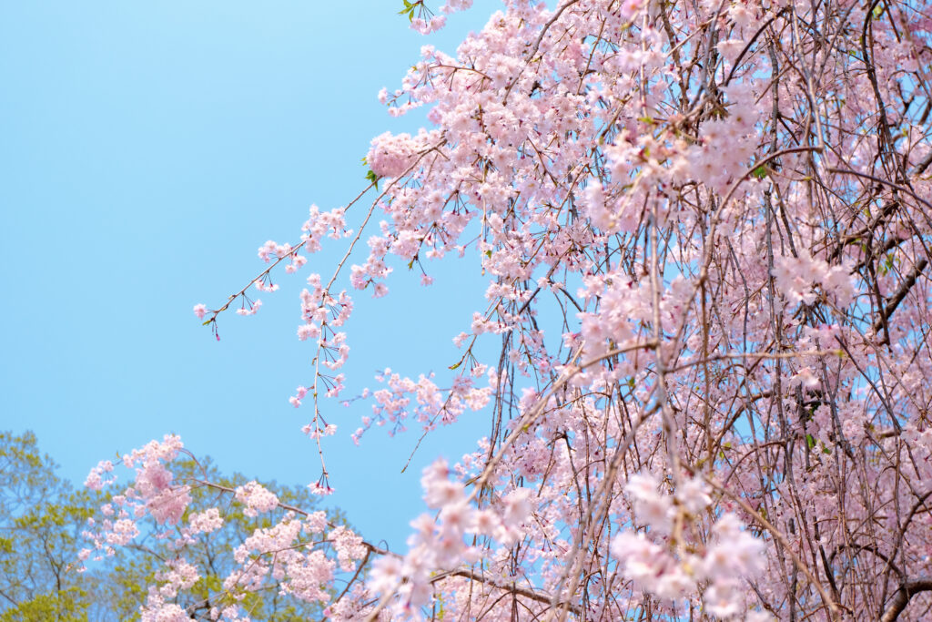 しだれ桜と空