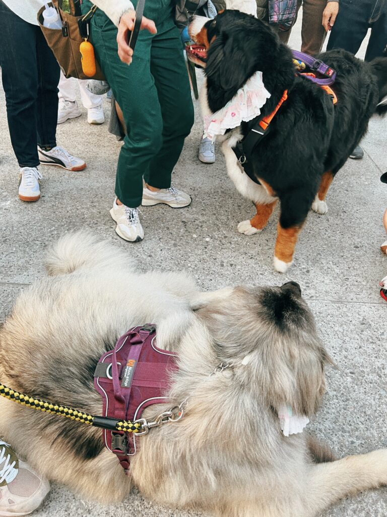 台北光源の犬