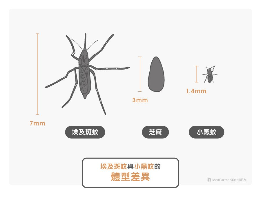 蚊とゴマと小黑蚊の大きさの違い